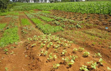 results agriculture lenana aug 2014