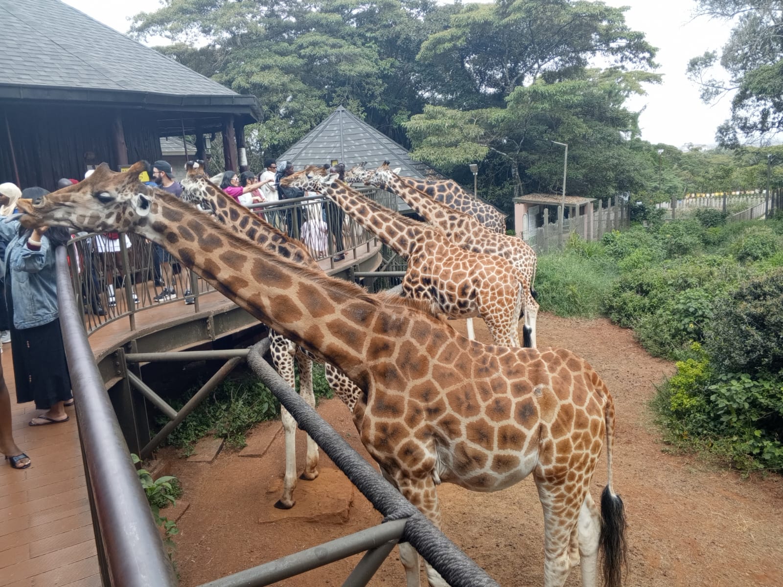 Giraffe-Cnt-giraffes-Keneni-June26